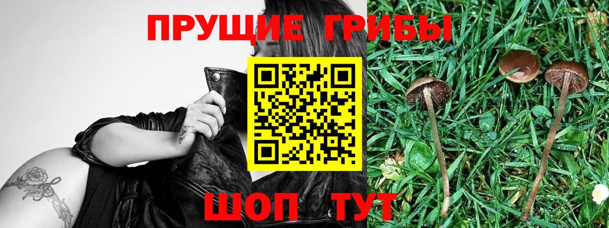 Галлюциногенные грибы Psilocybe  Вход с VPN  Галлюциногенные грибы мицелий  Сланцы 
